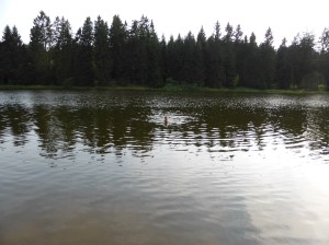 Not a bad swimming pool